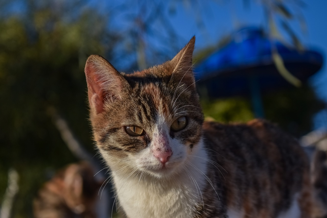 哆啦A梦的生日，从梦想走向现实的蓝色小猫