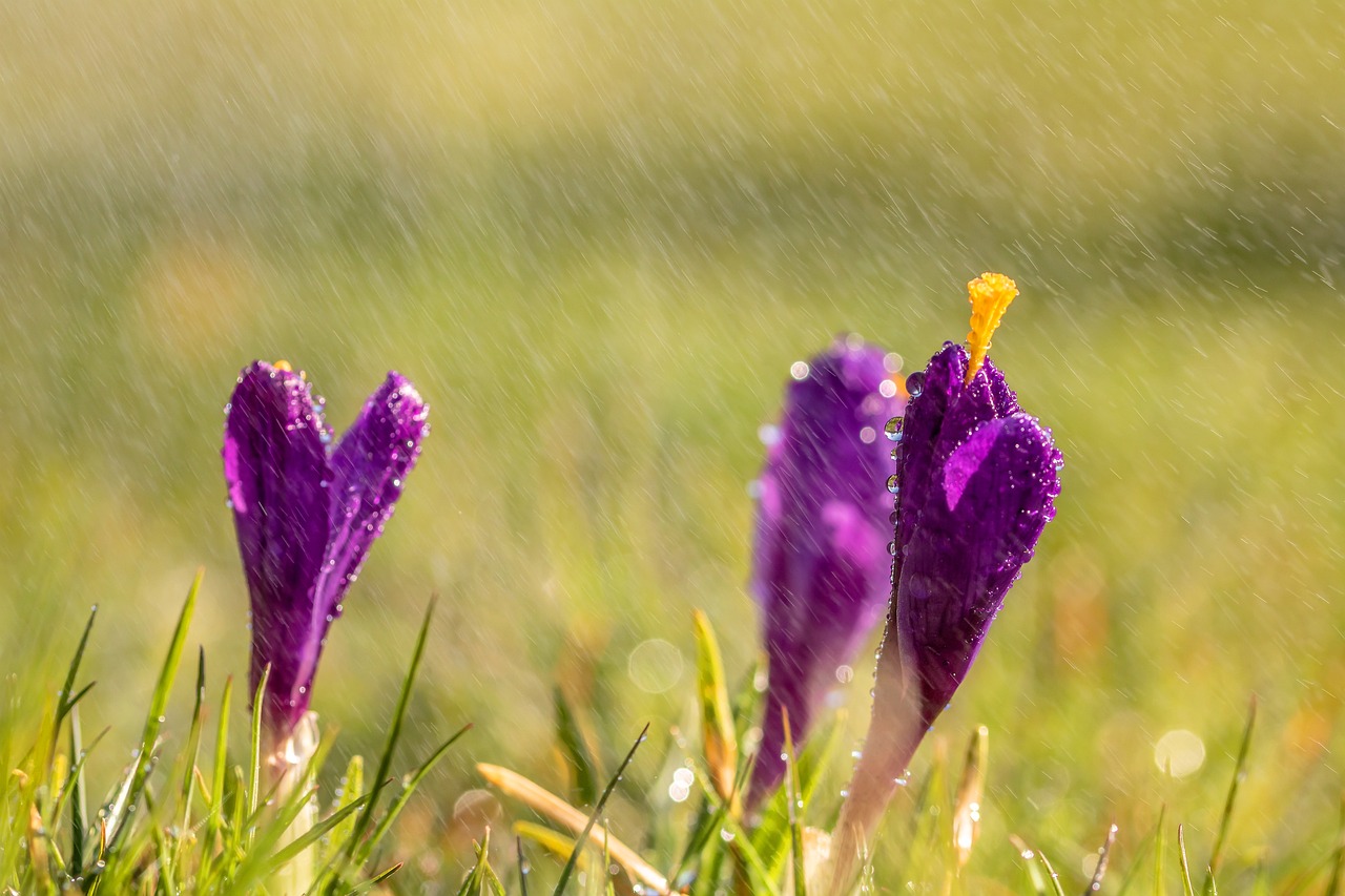 谷雨时节的诗意情怀