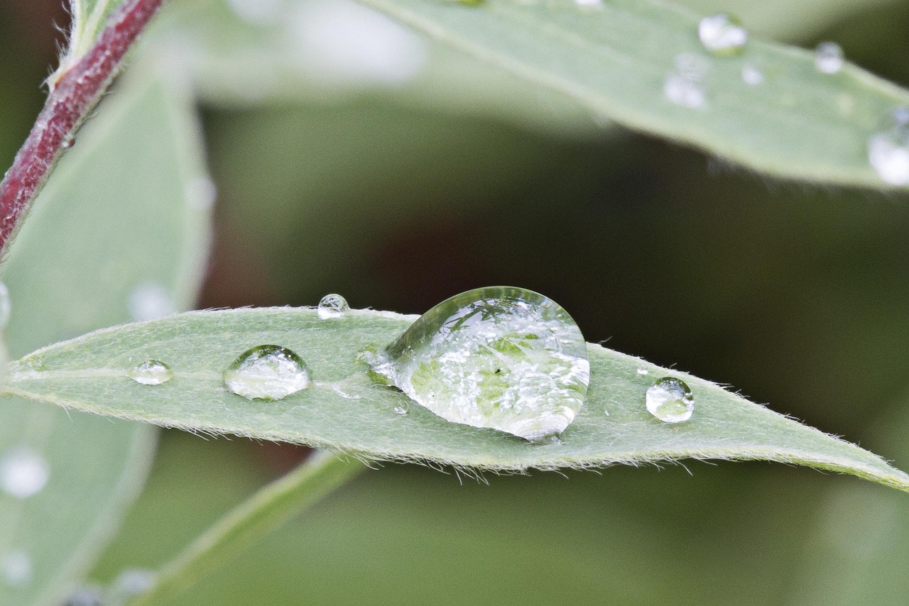 解读经典古诗中的谷雨之美